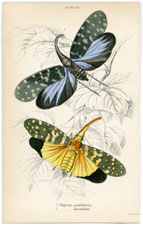 Plate 23 Fulgora candelaria