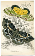 Plate 25 Erebus crepuscularis Triphaena materna