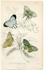 Plate 27 (b) Polyommatus Venus