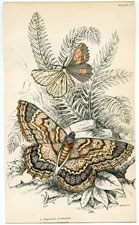 Plate 27 Angerona prunaria
