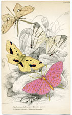 Plate 29 Assthenia podaliriaria