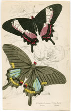 Plate 5 Papilio Ascanius 