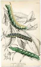 Plate 6 Caterpillar of Metopsilus Tersa