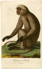 Dufresne's Monkey