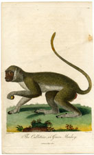 Callitrix or Green Monkey