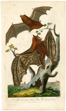 The Ternate Bat, The New York Bat