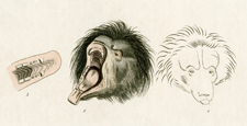 Ursiform Sloth (detail)