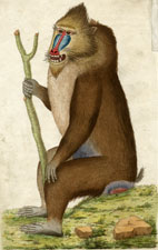 Variegate Baboon