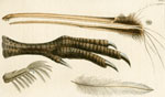 1058 Bird beak, feathers, foot