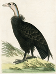 301 Californian Vulture