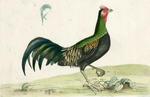 Plate 353 (rooster?)