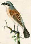 377 Red-backed Shrike