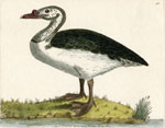 421 Black-backed Goose