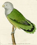 Grey-headed Parakeet