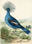 Crowned Pigeon