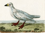 481 Southern Sheathbill