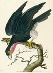 485 Purple-throated Falcon