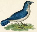 521 Blue Shrike