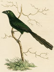 561 Long-tailed Crow