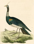 565 Horned Screamer