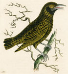 585 Lunulated Thrush