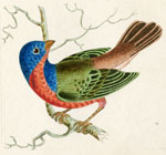 597 Painted Emberiza