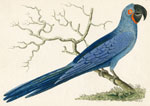 609 Hyacinthine Macaw