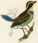 Blue-tailed Thrush