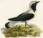 629 Georgian Flycatcher