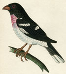 677 Ludovician Grossbeak