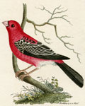 685 Greater Bullfinch