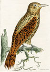 753 Rufous Woodpecker