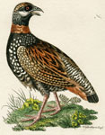 773 Francolin