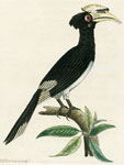 809 White-beaked Hornbill