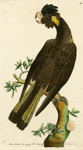 The Funereal Cockatoo