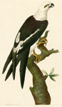 The Swallow-tailed Falcon