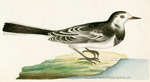 The White Wagtail