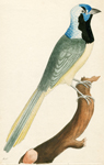 The Peruvian Jay