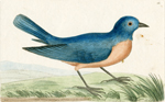 The Blue Redbreast