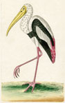 293 Gangetic Ibis