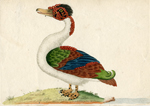 The Merian Duck