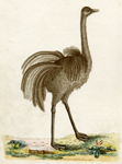 The American Ostrich