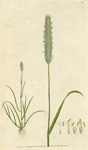 Alopecurus, or Meadow Fox-tail Grass