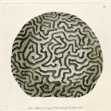 Brain Madrepore