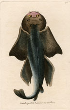 Plate 905