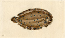 Bearded Flounder