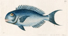 Blue Coryphaena