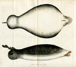 Single-finned Lophius