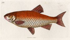 Orange Carp