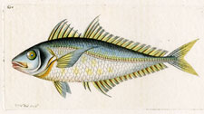 Plumierian Mackrel